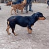 Liebenswerter, freundlicher Chip
