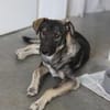 Junghund MORITZ sucht seinen Menschen!