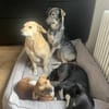 Junghund MORITZ sucht seinen Menschen!
