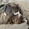 Grey und Murphy aus dem Tierschutz