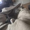 Grey und Murphy aus dem Tierschutz