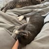 Grey und Murphy aus dem Tierschutz
