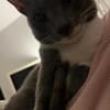 Grey und Murphy aus dem Tierschutz