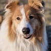 Marley