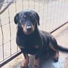 Rony möchte gerne ein Kuschelkissen