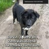 Darwin imposanter Kerl P