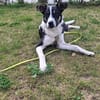 Lila - sucht ein für immer Zuhause