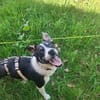Lila - sucht ein für immer Zuhause