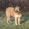 Anabelle - Altersruhesitz gesucht