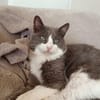 Zuhause gesucht für Gray