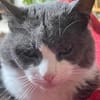 Zuhause gesucht für Gray