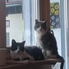 Zuhause gesucht für Gray