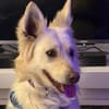 INDY 🐾❤ auf PS in 31089 Duingen