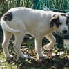 Cookie, neugierig, verspielt, offen