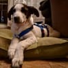 Cookie, neugierig, verspielt, offen