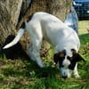 Cookie, neugierig, verspielt, offen