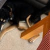 Buddy  ein stiller Gefährte