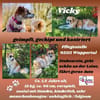 Vicky sucht ihr Für-Immer-Zuhause! 💖🐾