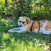 Vicky sucht ihr Für-Immer-Zuhause! 💖🐾
