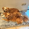 Sonnenschein sucht Familie