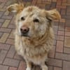 Benji