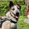 Zuhause für die schöne Velia gesucht