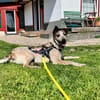 Zuhause für die schöne Velia gesucht