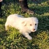 Blanca