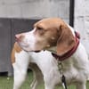 Inka1 sucht ein Zuhause
