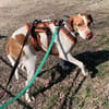 Inka1 sucht ein Zuhause