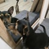 🐾 Maya  winzige Terrier-Mix-Hündin
