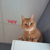 Yapy