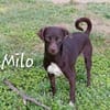 Milo