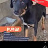 Pumba