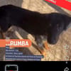 Pumba