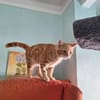 Liebe Schmusekatze Reina