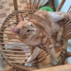 Liebe Schmusekatze Reina