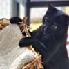 Hübsche, verträgliche Katze Daisy