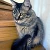 Hübsche, schüchterne Katze Kicha
