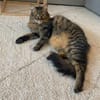 Hübsche, schüchterne Katze Kicha