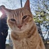 Liebevoller Kater Garfield