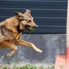 LOKI verliert alles...💔