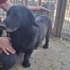 MICHEL-zuckersüßer,lieberMischlings-Rüde