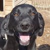 OBELIX-bildschöner Pointer-Mix-Rüde,61cm