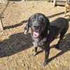 OBELIX-bildschöner Pointer-Mix-Rüde,61cm