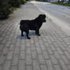 Benjie möchte in sein eigenes Zuhause