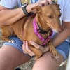 Kleine ängstliche Roxie sucht ihr Glück