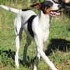 SUKI sucht ihren Partner-In-Crime