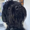 Blacky, Riesenschnauzer (geb.01/2022)