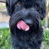 Blacky, Riesenschnauzer (geb.01/2022)